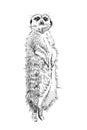 Hand drawn meerkat, sketch graphics monochrome illustration Royalty Free Stock Photo