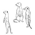 Hand drawn meerkats. Vector sketch  illustration Royalty Free Stock Photo