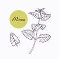 Hand drawn melissa branch with leaves on