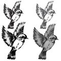 Hand Drawn Sparrow Bird Vector. Hand drawn minimalism style vector illustration of Sparrow bird.