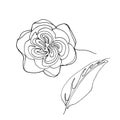 Hand drawn rose flower, one single continuous line drawing.