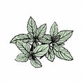 Hand Drawn Mint Leaves Illustration In Maya Style