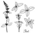Hand drawn mint plants