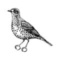 Hand drawn Mistle thrush vector illustration in engraved style. Passerine Bird isolated on white background. Hand drawing.