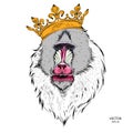 Hand Drawn monkey. Mandrill in a crown. Vector illustration of Ape