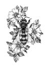 Hand Drawn Monochrome Bee among Dog Rose Flowers