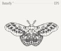 Hand drawn monochrome butterfly illustration on blank backdrop. Vector sketch.