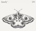 Hand drawn monochrome butterfly illustration on blank backdrop. Vector sketch.