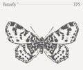 Hand drawn monochrome butterfly illustration on blank backdrop. Vector sketch.