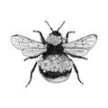 Hand drawn bumblebee isolated on white background