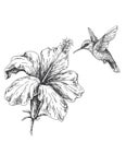 Flying Humming Bird near Hibiscus Sketch Royalty Free Stock Photo