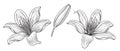 Hand drawn Monochrome Lily Flower Heads and Bud