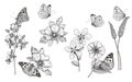 Hand Drawn Monochrome Wildflowers  and Butterflies Set Royalty Free Stock Photo