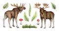 Hand drawn moose and forest fern set. Realistic wildlife north forest animal and plants. Canada, Alaska, North America