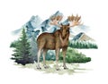 Hand drawn moose standing in the forest landscape illustration. Realistic north wildlife animal. North America, Canada