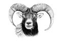 Hand drawn mouflon portrait, sketch graphics monochrome illustration Royalty Free Stock Photo