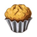 Hand drawn muffin isolated on white. colored sketch of fresh baked muffin in vintage style. engraved pastry illustration