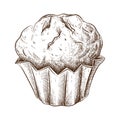 Hand drawn muffin isolated on white. Sketch of fresh baked muffin in vintage style. engraved pastry illustration. Sweet