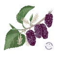 Hand drawn mulberry branch Royalty Free Stock Photo