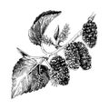 Hand drawn mulberry branch Royalty Free Stock Photo