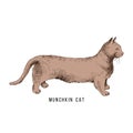 Hand drawn munchkin cat