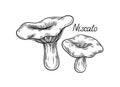 Hand drawn mushroom vector concept