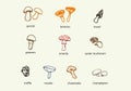 Hand drawn mushrooms clip art vector set.