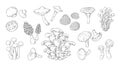 Hand drawn mushrooms. Vintage sketch of champignon and oyster fungus. Shiitake and truffle. Gourmet morel. Forest