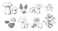 Hand drawn mushrooms. Vintage sketch of porcini portobello fungus morel truffle and oyster mushrooms. Vector doodle set