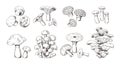 Hand drawn mushrooms. Vintage sketch of shiitake champignon fungus chanterelle, isolated organic food. Vector doodle set