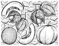 Hand Drawn of Muskmelon and Cape Gooseberry Background