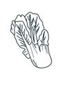 Hand-drawn napa cabbage in cartoon style Royalty Free Stock Photo