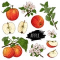 Hand drawn natural fruit set of whole apple, half, flower, branch and leaves Royalty Free Stock Photo