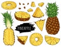 Hand drawn natural tropical set of whole pineapple, slices pieces, half and seed isolated on white background with label Royalty Free Stock Photo