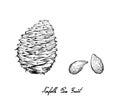 Hand Drawn Norfolk Pine Cone with Seed Royalty Free Stock Photo