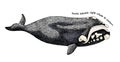 Hand drawn North Atlantic right whale
