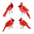 Hand drawn Northern cardinal birds collection. Perfect for T-shirt, stickers and print. Doodle vector illustration Royalty Free Stock Photo