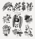 Hand drawn nut trees and plants collection. Botanical elements set. With branches, nuts, fruits, leaves, conifers and cones