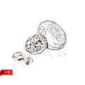 Hand drawn nutmeg with grated crumbs isolated on white background. Vector sketch for poster, web design, banner, card