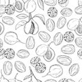 Hand drawn nutmeg. Vector pattern