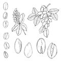 Hand drawn nuts. Pistachio. Vector sketch  illustration Royalty Free Stock Photo