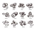 Hand drawn nuts and seeds. Doodle sketch peanut, hazelnut and cashew isolated vector set