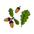 Hand drawn oak leaves and acorns isolated on white background. Vector illustration. Realistic colored sketch Royalty Free Stock Photo