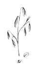 Hand Drawn of Oat Plant with Inflorescences