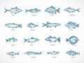 Hand Drawn Ocean or Sea and River Fish Illustration Bundle. A Collection of Salmon and Tuna or Pike and Anchovy, Herring Royalty Free Stock Photo