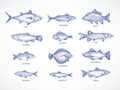 Hand Drawn Ocean, Sea, River and Lake Fishes Set. A Collection of Salmon and Tuna or Pike and Anchovy, Herring, Trout