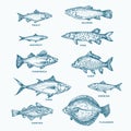 Hand Drawn Ocean or Sea and River Ten Fishes Set. A Collection of Salmon and Tuna or Pike and Anchovy, Herring, Trout Royalty Free Stock Photo