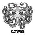 Hand drawn octopus