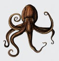 Hand drawn octopus isolated on background