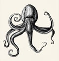 Hand drawn octopus style vintage isolated